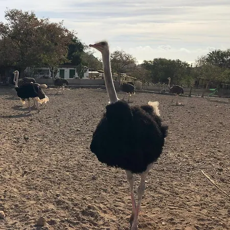 Avestruz San Isidro (Tenerife)