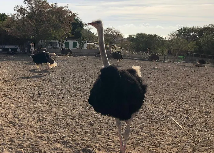 Avestruz San Isidro (Tenerife)