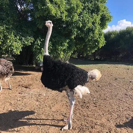 Finca Avestruz Bauernhof San Isidro (Tenerife)