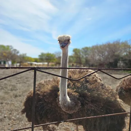 Finca Avestruz Bauernhof *