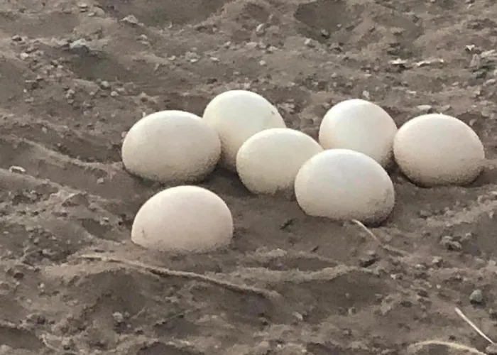 Avestruz Çiftlik konaklama