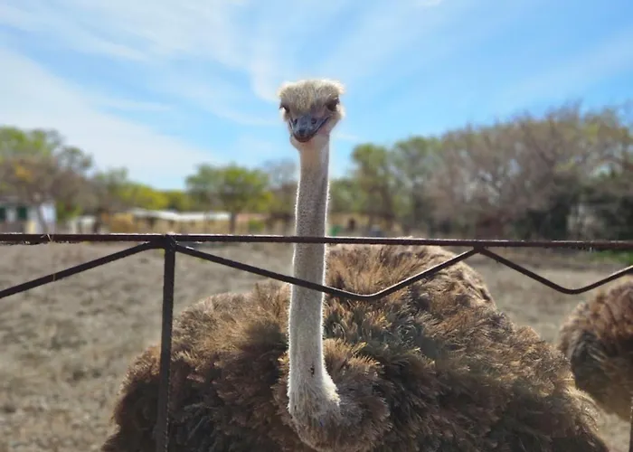 Avestruz Çiftlik konaklama *