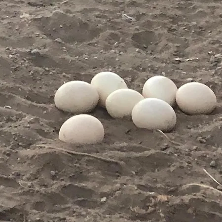 Finca Avestruz Agroturismo