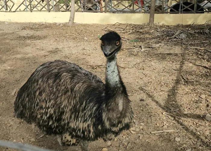 Avestruz Фермерский дом *