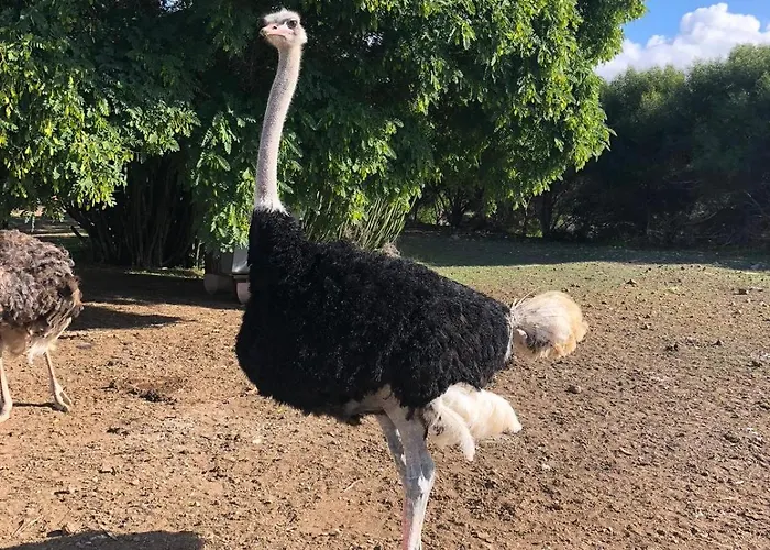 Avestruz ファームステイ サン・イシドロ