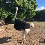 Avestruz Vakantieboerderij San Isidro (Tenerife)