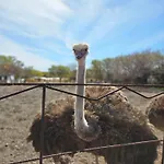 Avestruz Vakantieboerderij *